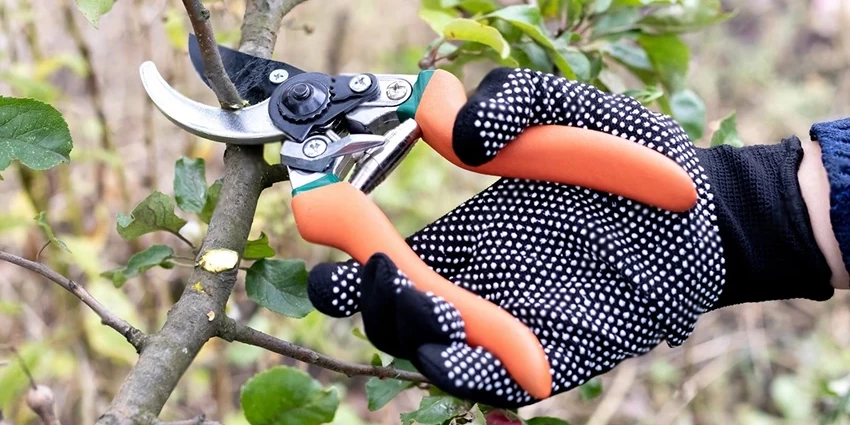 https://www.britishgreenthumb.co.uk/wp-content/uploads/2023/11/Best-Secateurs-uai-850x425.webp