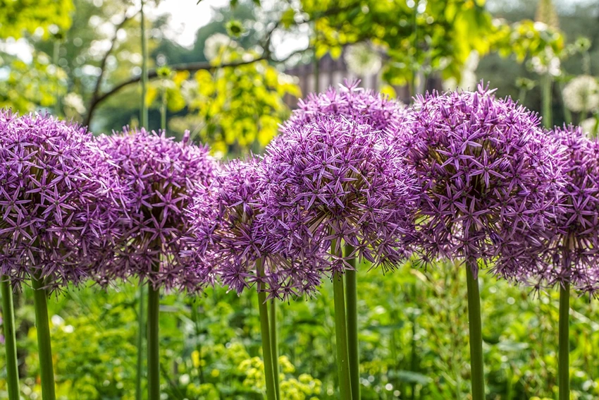 Selecting the Right Plants
