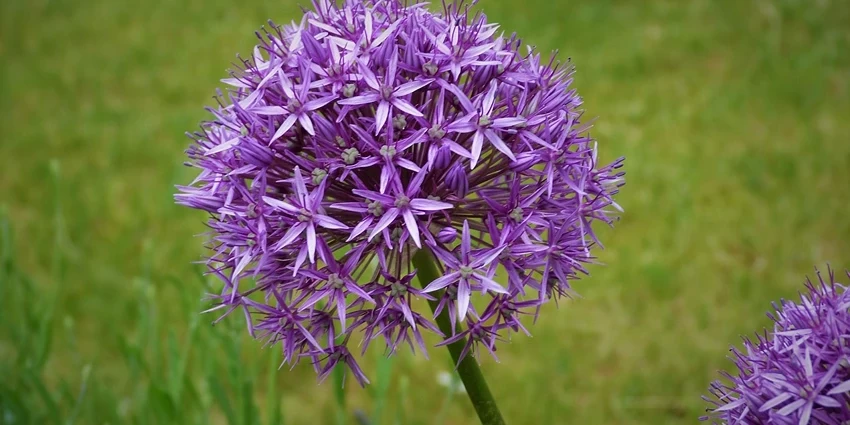 How to Grow Plants: A Guide to Greening Your Spac