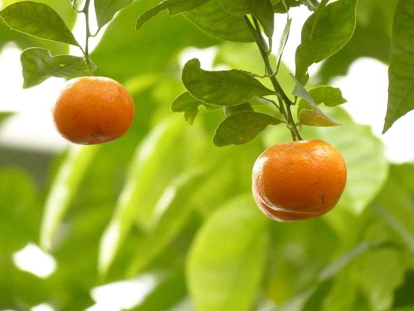 Harvesting and Utilizing Calamondin