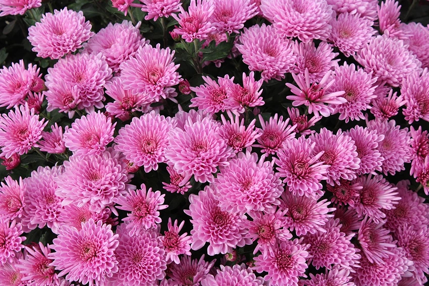 Caring for Your Chrysanthemums