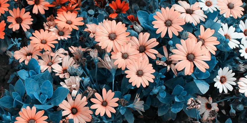 How to Grow Chrysanthemums: A Guide to Vibrant Gardens