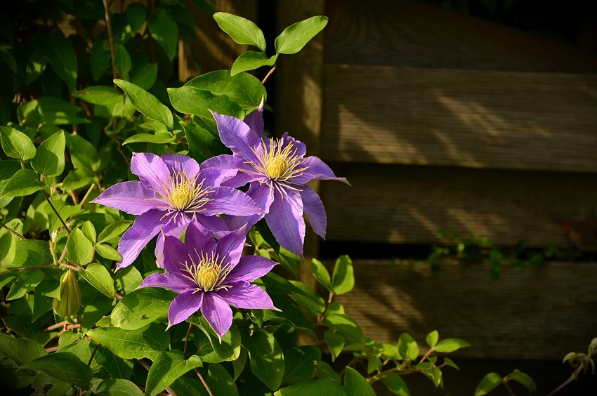 Clematis: The Queen of Climbing Plants