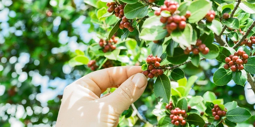 How to Grow Plants: The Guide to Coffee Bean Plants