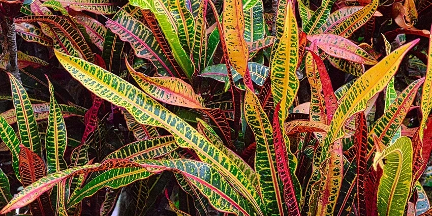 How to Grow Crotons: A Vibrant Addition to Your Green Space