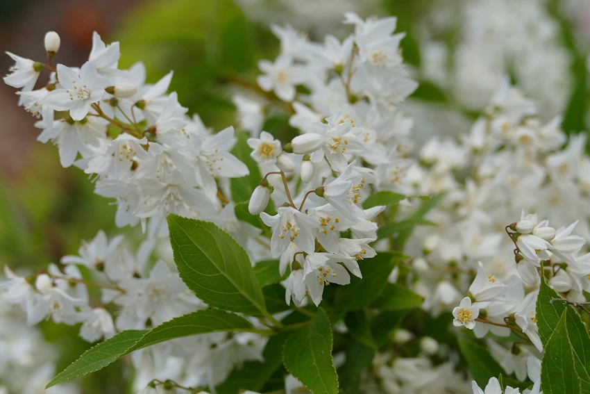 Pruning Deutzia: Tips for Healthy Growth