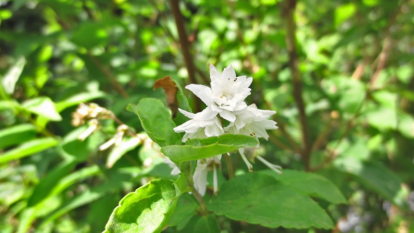 Choosing the Right Deutzia Variety