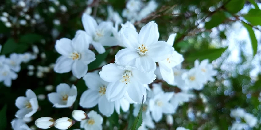 How to Grow Deutzia Plants Successfully