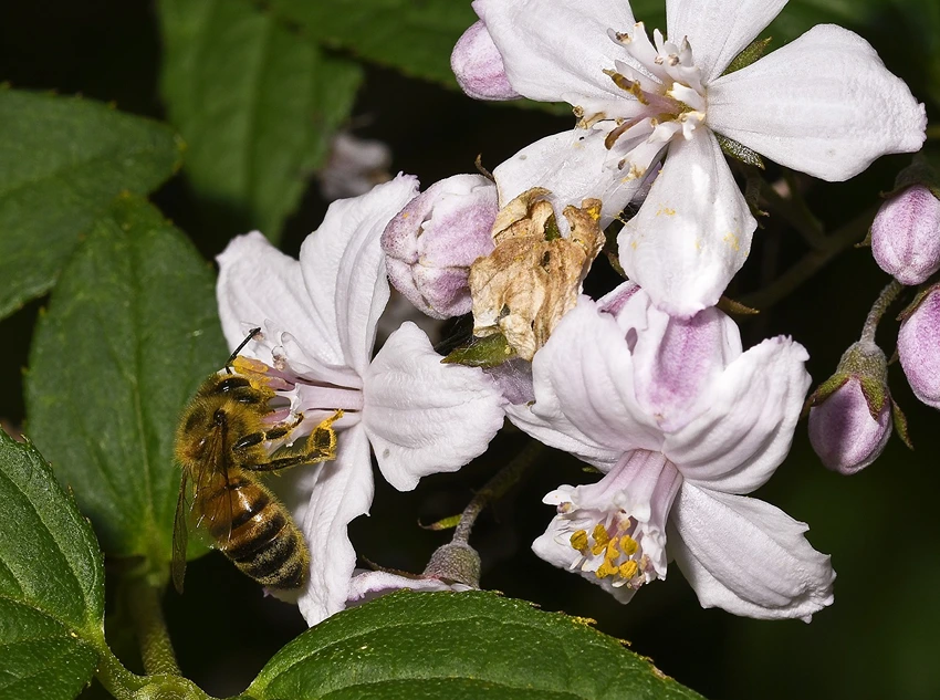 Deutzia in Containers: A Space-Saving Option