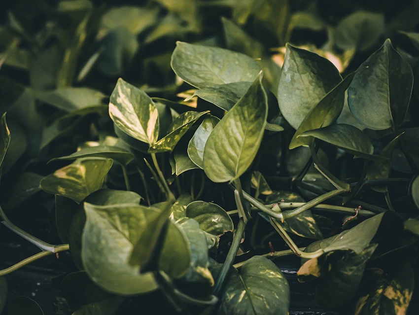 Styling Devil's Ivy in Your Space