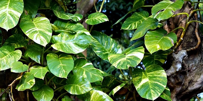 Devil's Ivy: The Ultimate Guide for the Modern Urban Gardener