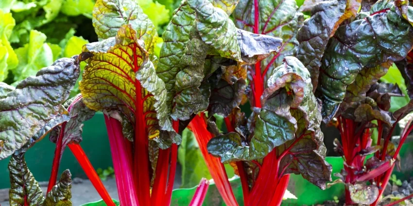 How to Grow Plants: The Magic of Forced Rhubarb