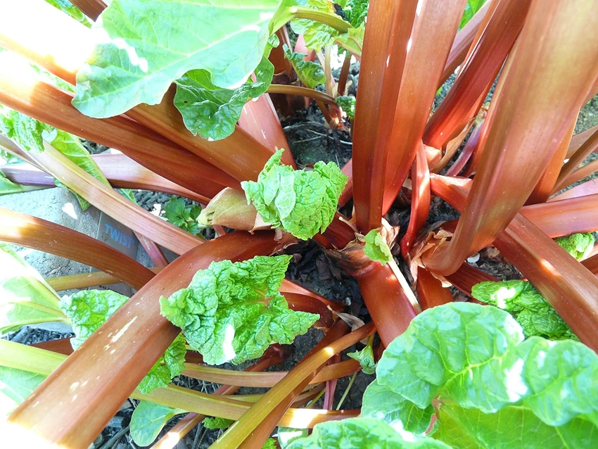 FAQs About Forced Rhubarb
