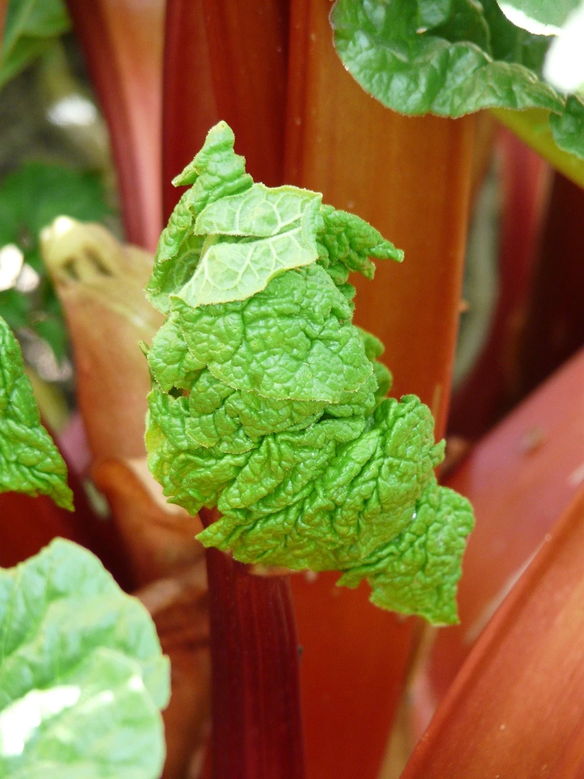 Understanding the Basics of Forced Rhubarb