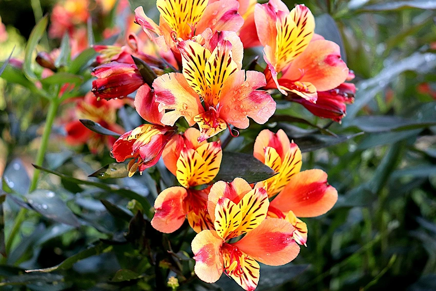 Managing Pests and Diseases in Freesias