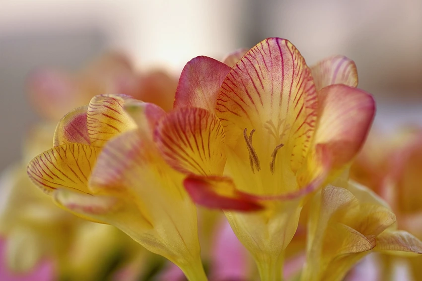 The Origin and Characteristics of Freesias