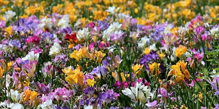 Growing Freesias: A Fragrant Addition to Your Garden