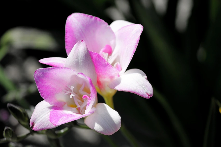 Freesias as Cut Flowers