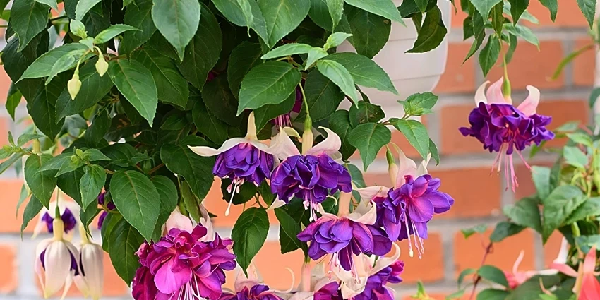 How to Grow Fuchsia: A Vibrant Guide for Plant Enthusiasts