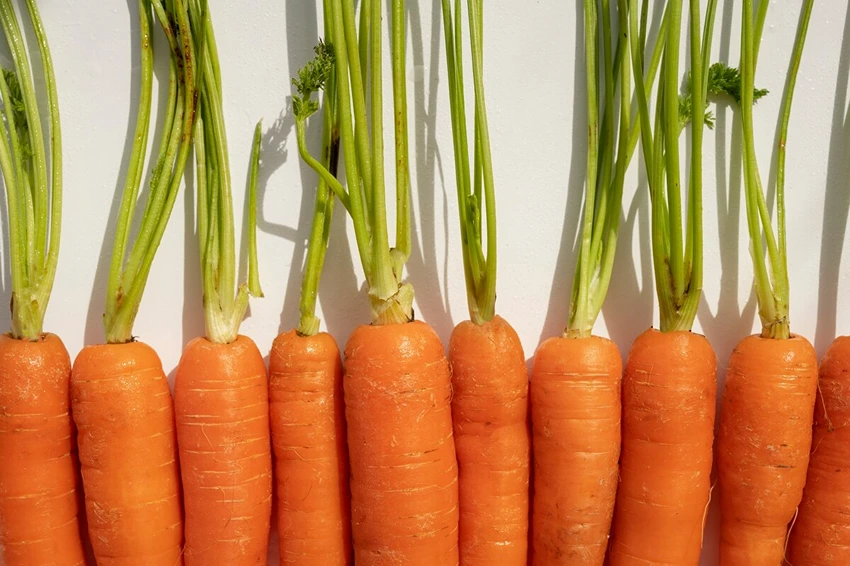 Caring for Your Carrot Babies