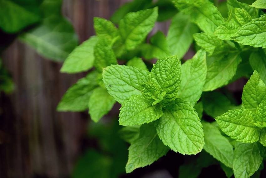 Introduction to Mint and Its Popularity in Gardening