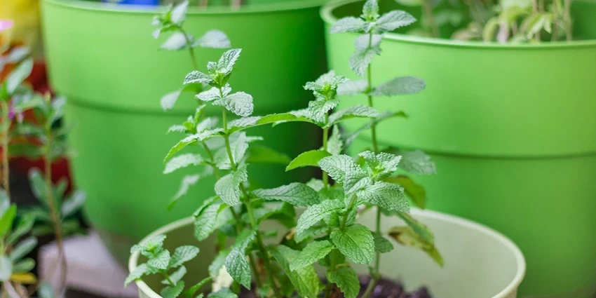 How to Grow Mint: A Refreshing Journey in Your Garden
