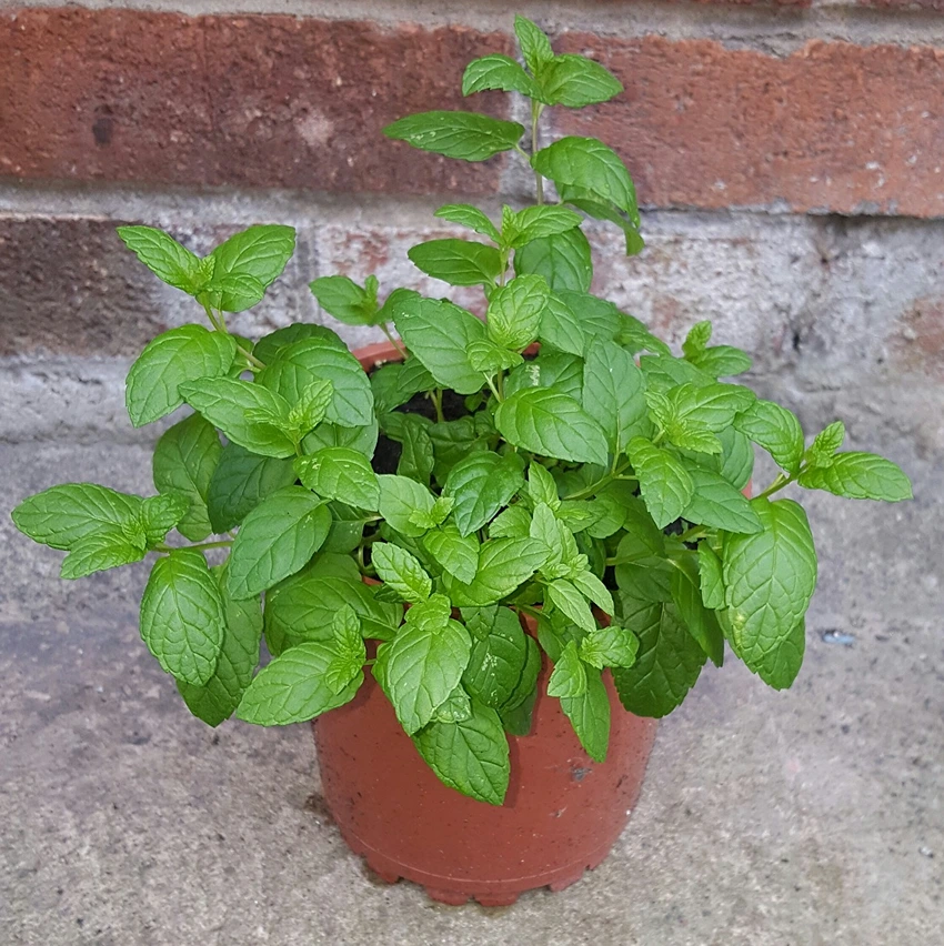Harvesting and Storing Mint