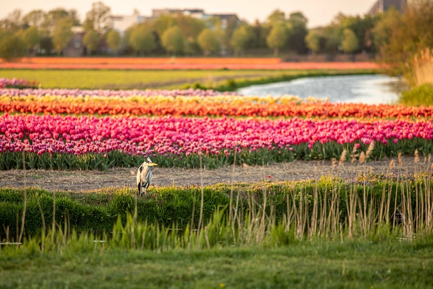 Preventing Diseases and Pests in Post-Flowering Tulips