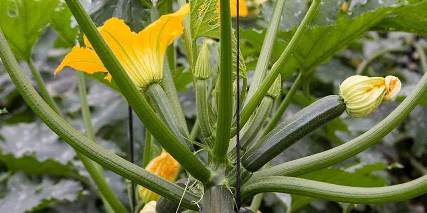 How to Grow Courgettes: A Gardener's Delight