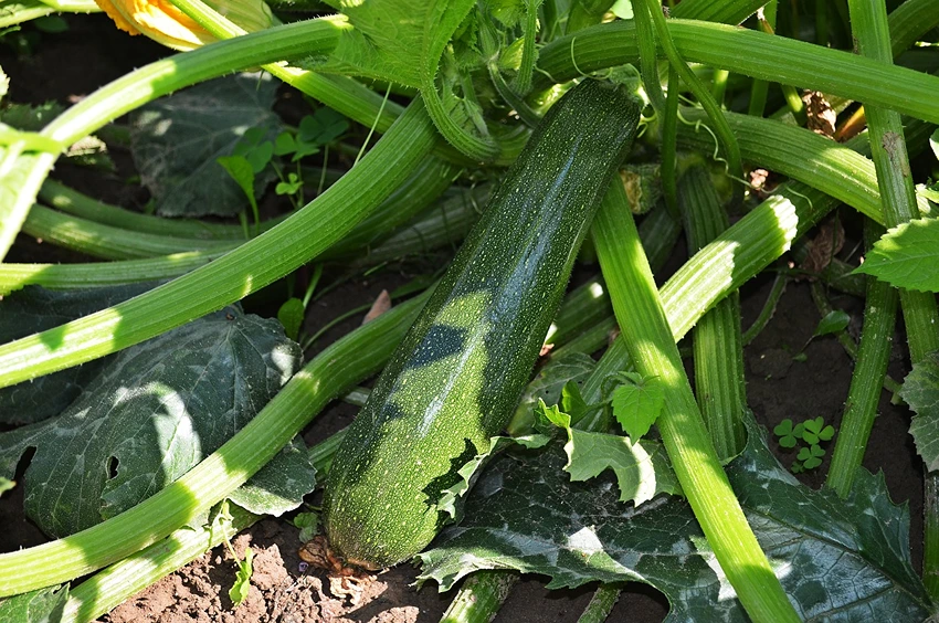 Introduction to Courgettes