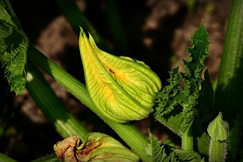 Courgette Recipes and Uses