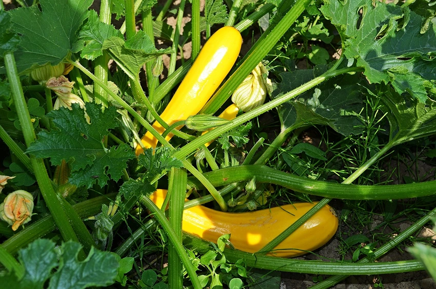Harvesting Courgettes