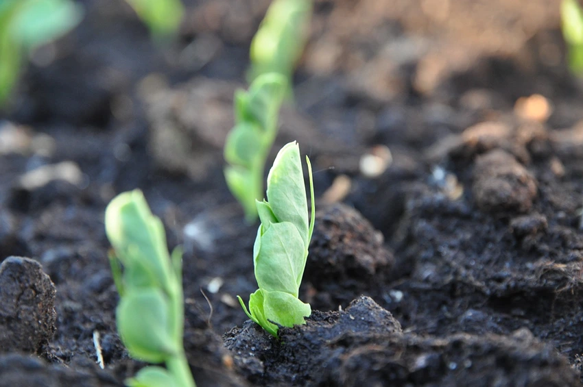 Preparing the Soil