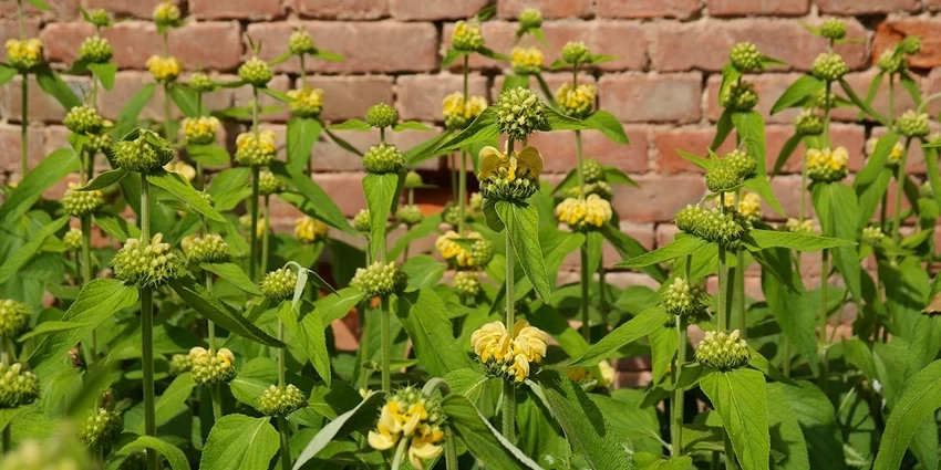 Expert Tips on Growing Phlomis: Enhance Your Garden with Jerusalem Sage