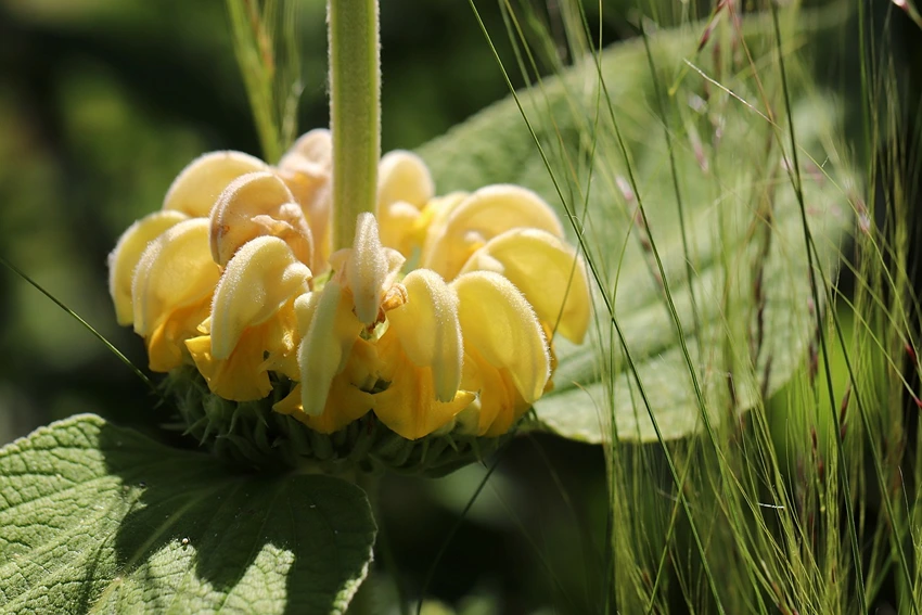 Caring for Phlomis