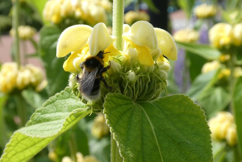 Understanding Phlomis Varieties
