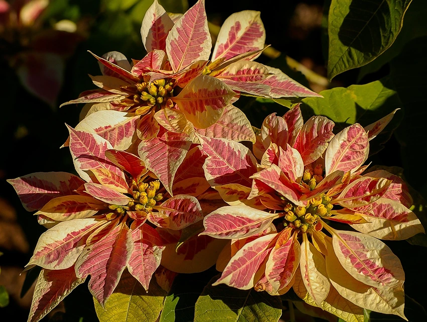 Common Challenges in Plant Growth