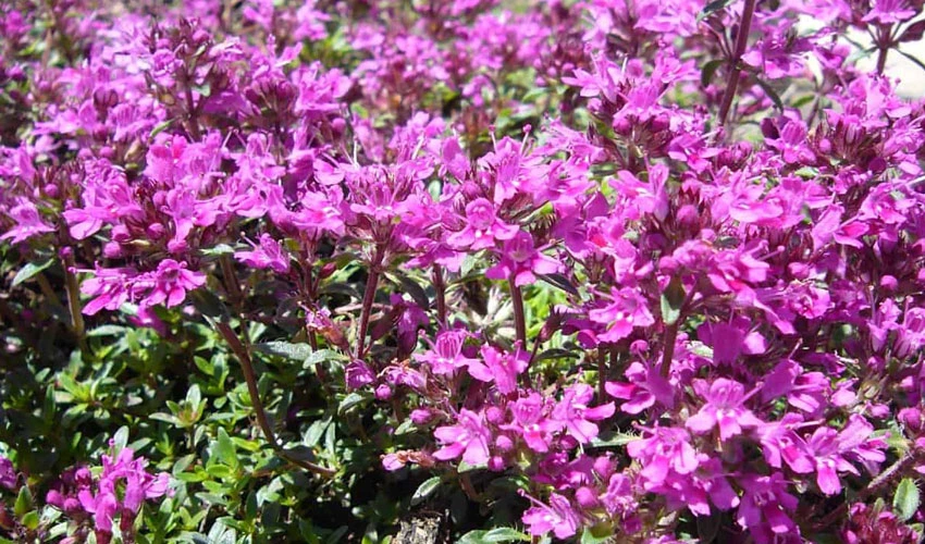Landscaping with Red Creeping Thyme