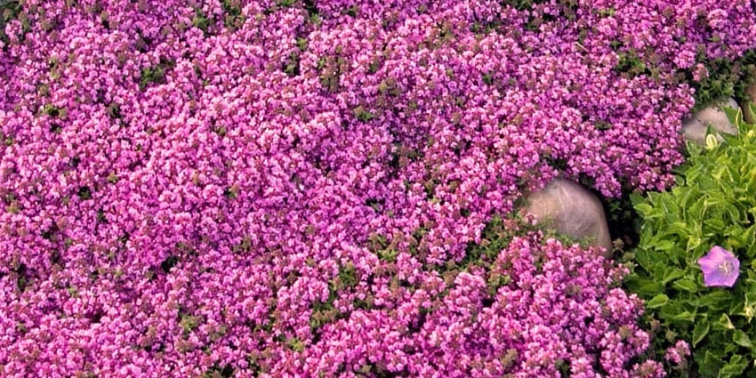 How to Grow Red Creeping Thyme: A Guide to Gardening