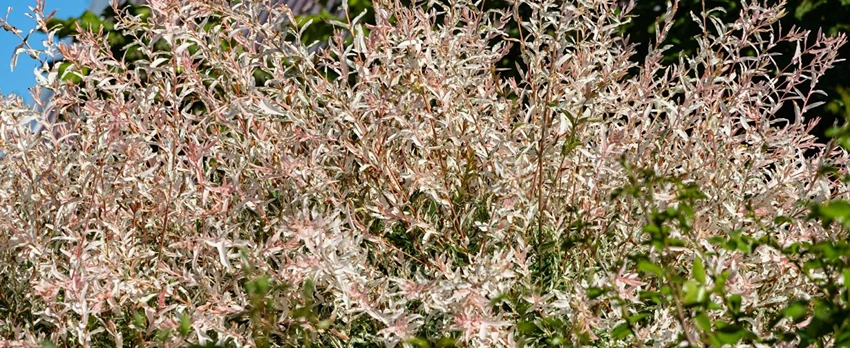 Selecting the Right Location for Your Flamingo Tree