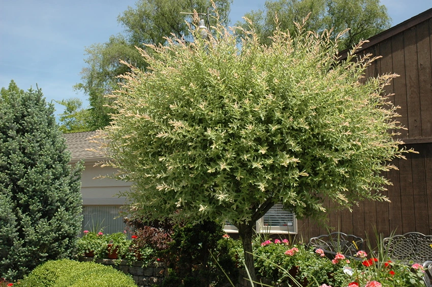 Everything You Wanted to Know About Flamingo Trees
