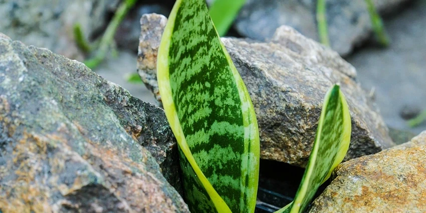 Snake Plant Care: Your Ultimate Guide