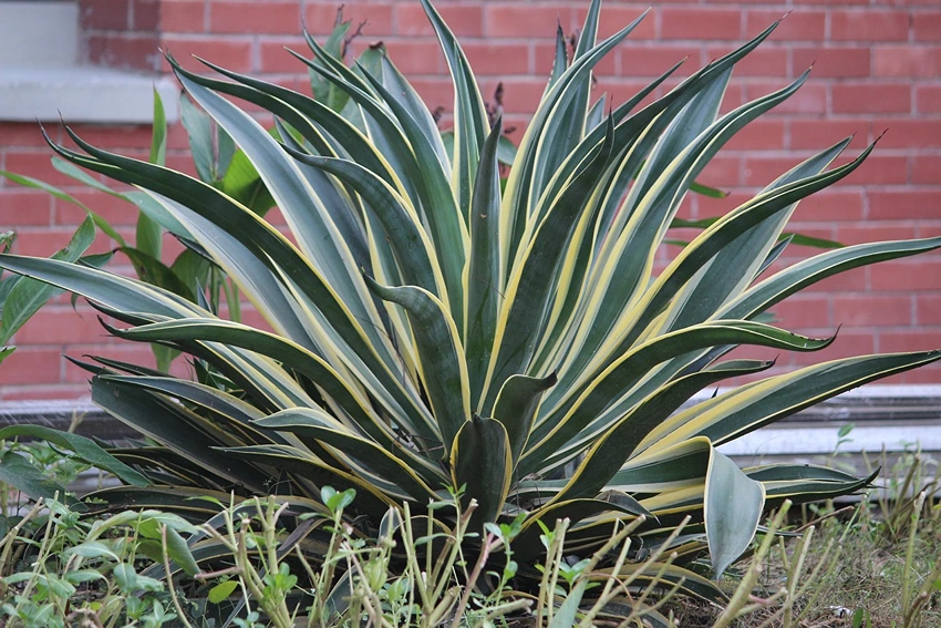 Fertilizing Snake Plants