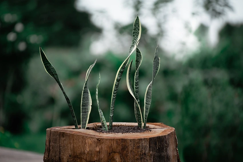 FAQs About Snake Plant Care