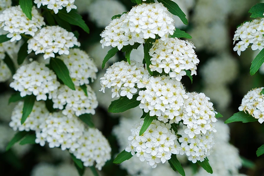 The Basics of Spirea