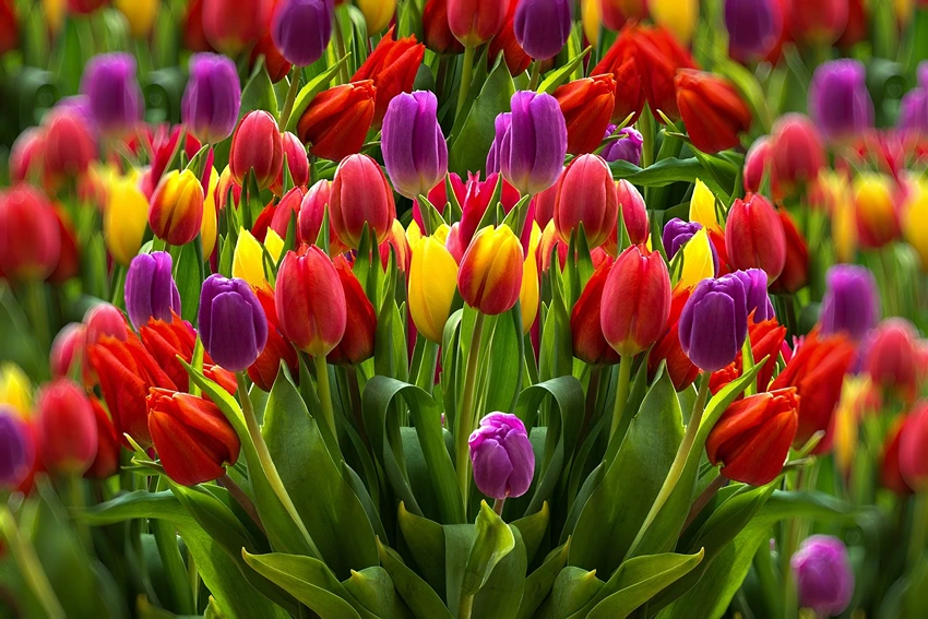 The Tulip's Resting Phase