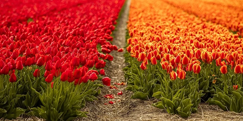 The Art of Tulip Care After They've Bloomed: A Guide to Keeping Your Garden Vibrant