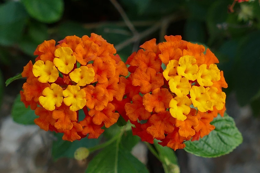 Growing Verbena Plants