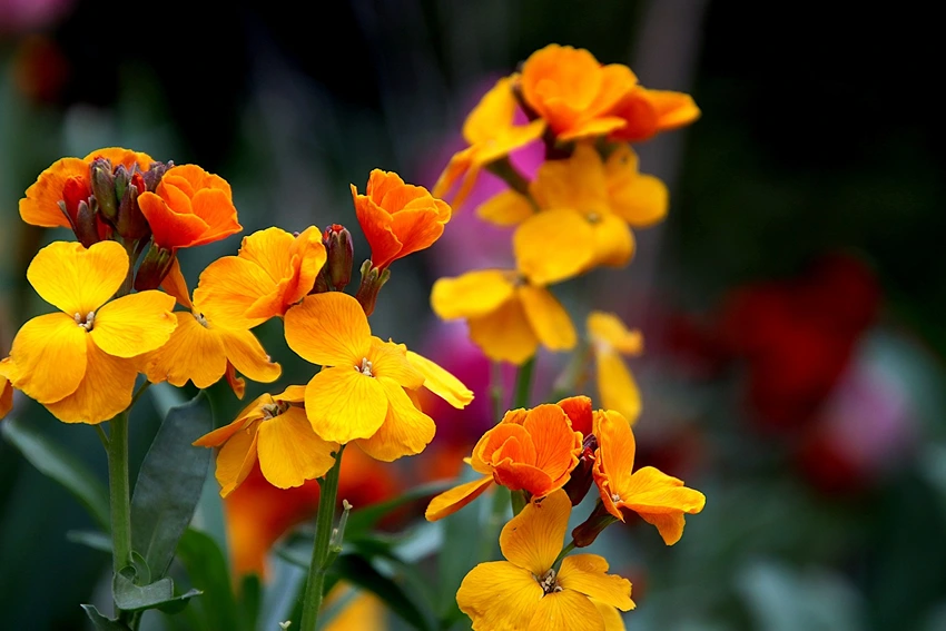 Soil Types and Plant Suitability