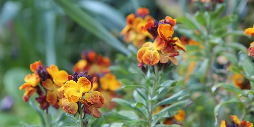 How to Grow Plants: A Guide to Green Thumbs